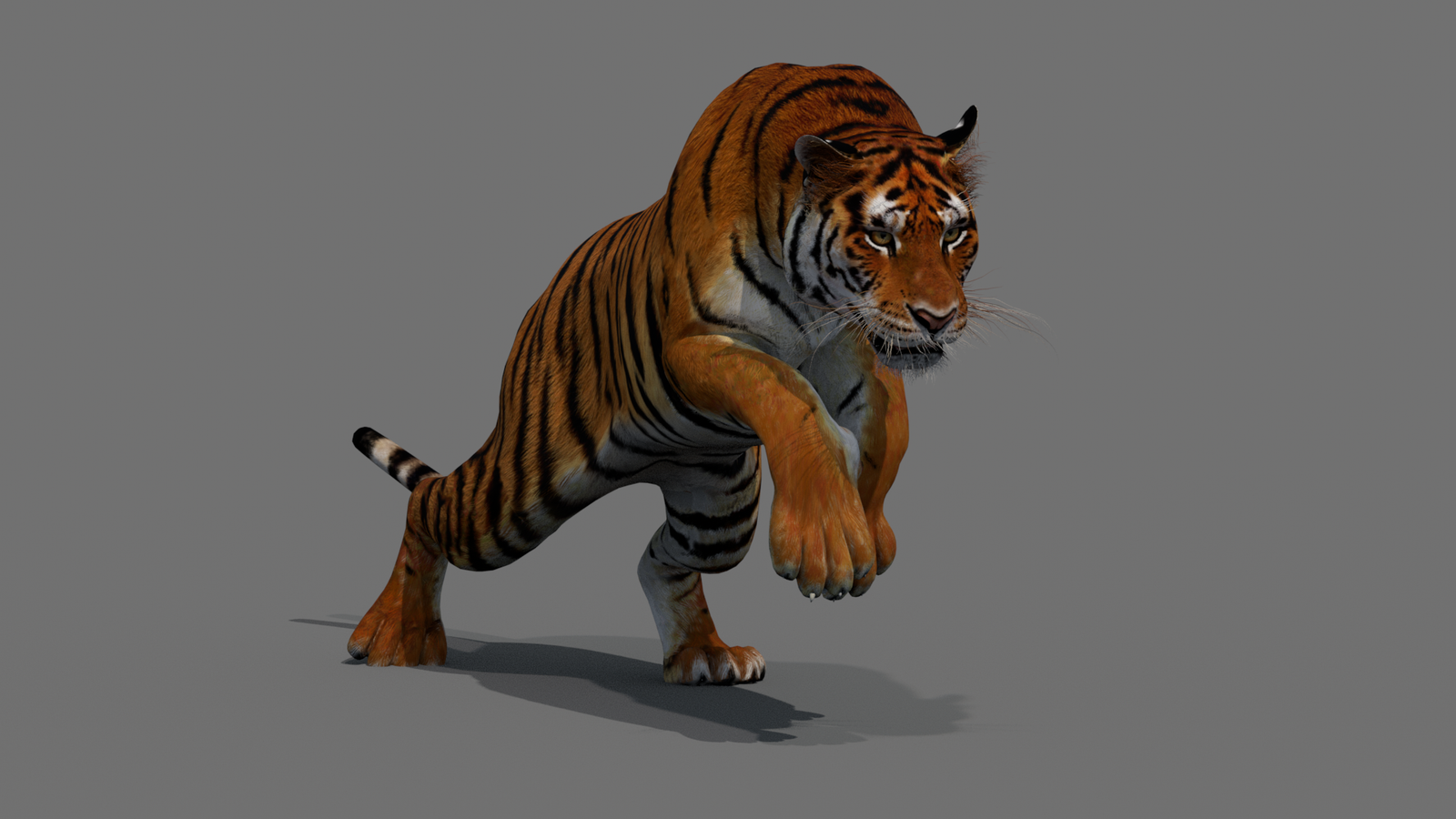 Tiger 3D Model Animated 360° view 4 frame 42