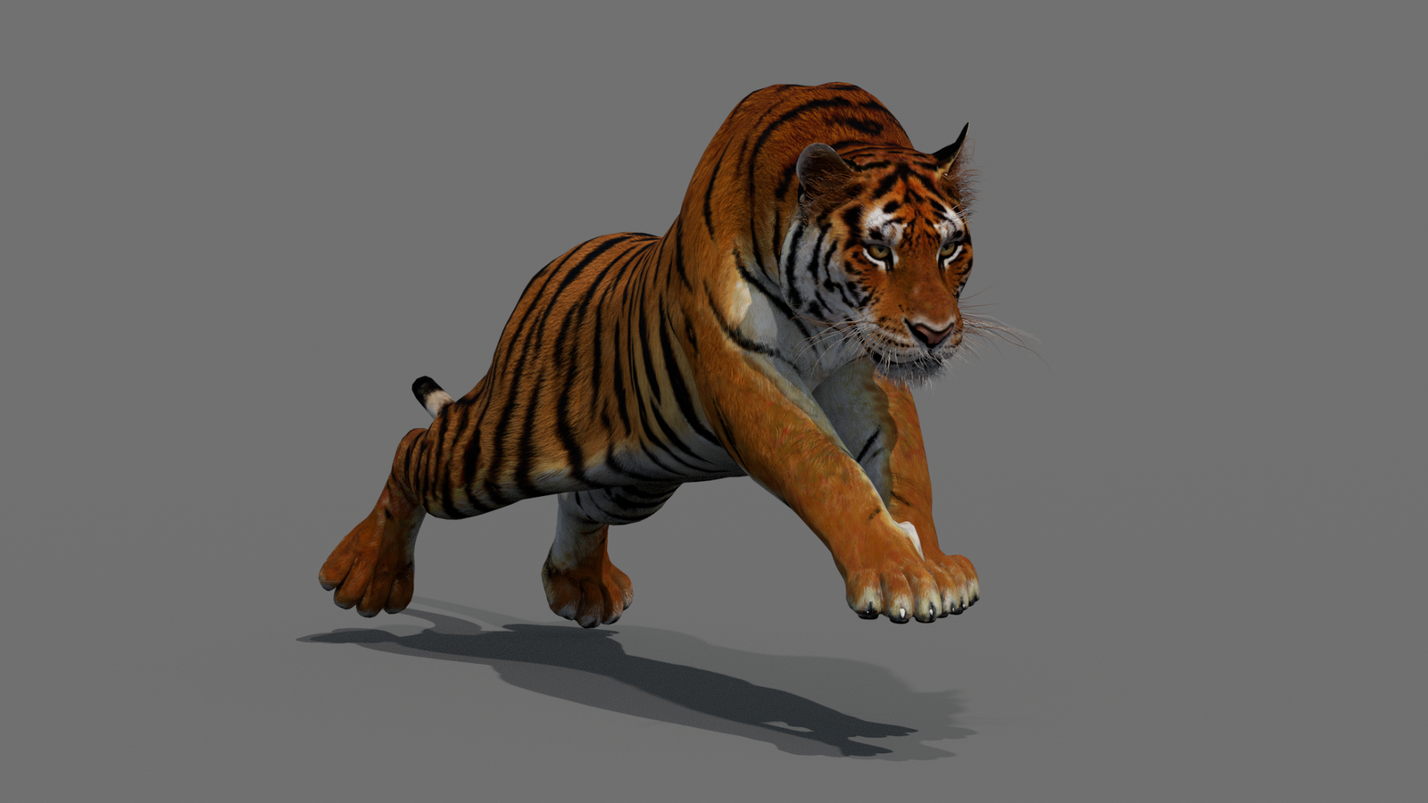 Tiger 3D Model Animated 360° view 4 frame 44