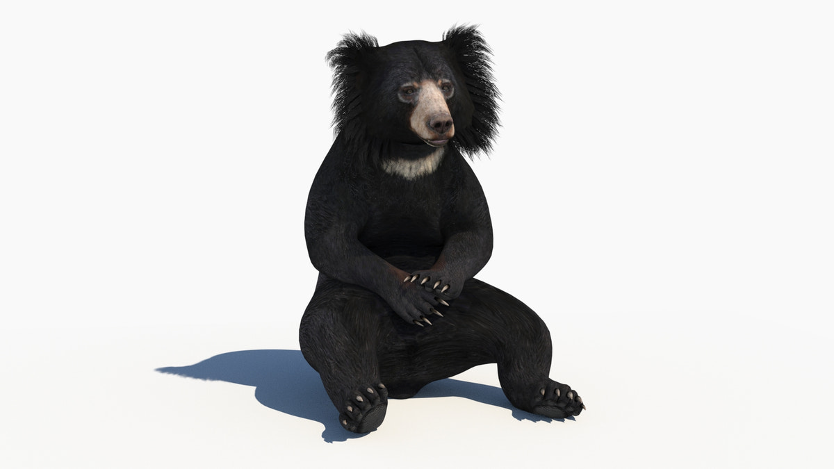 Sloth Bear 3D Model Animated - 360 Degree View