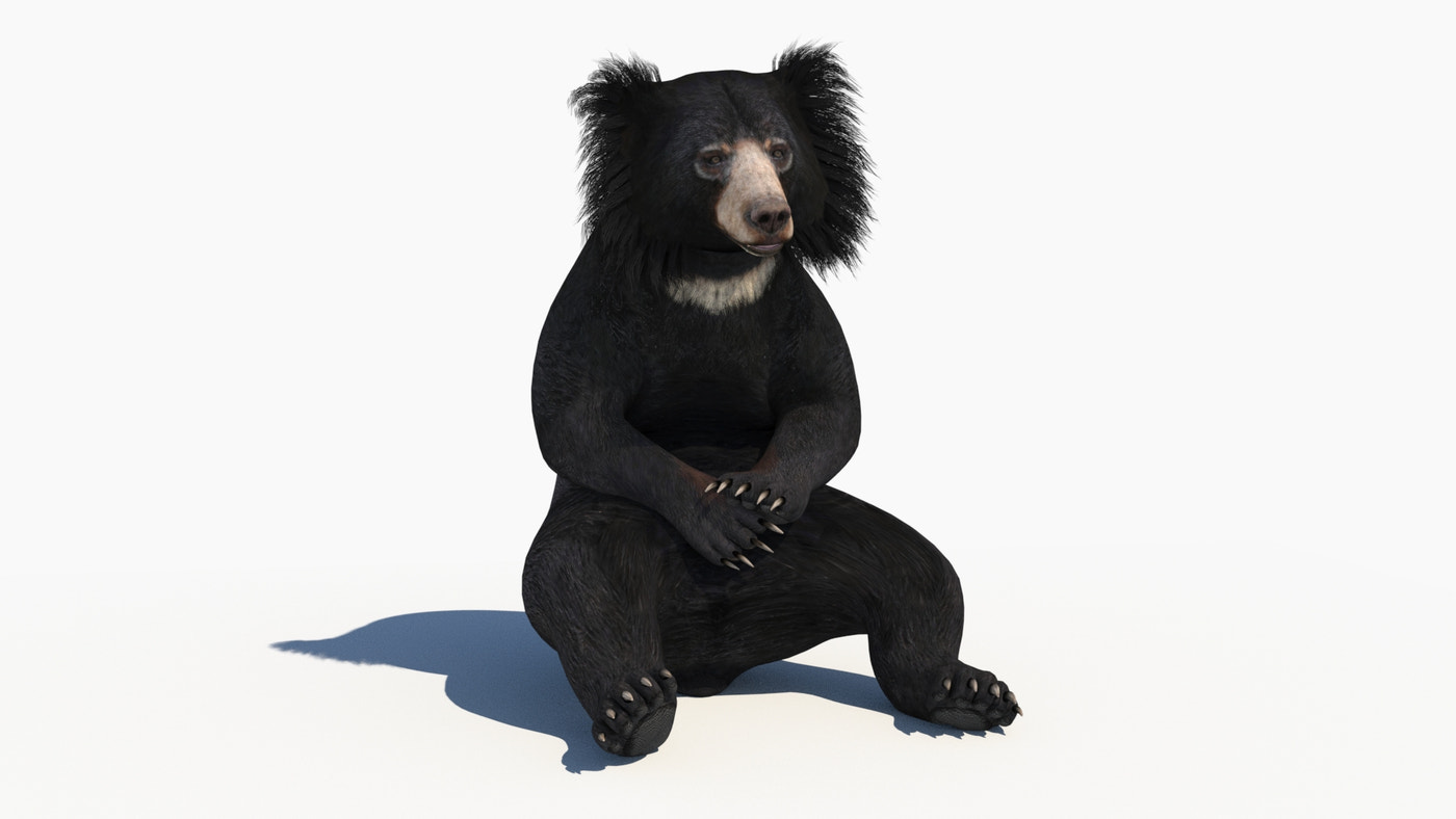 Sloth Bear 3D Model Animated - 360 Degree View