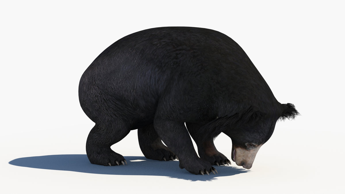 Animated Sloth Bear 3D Model - Game-Ready | Advanced - 360 Degree View