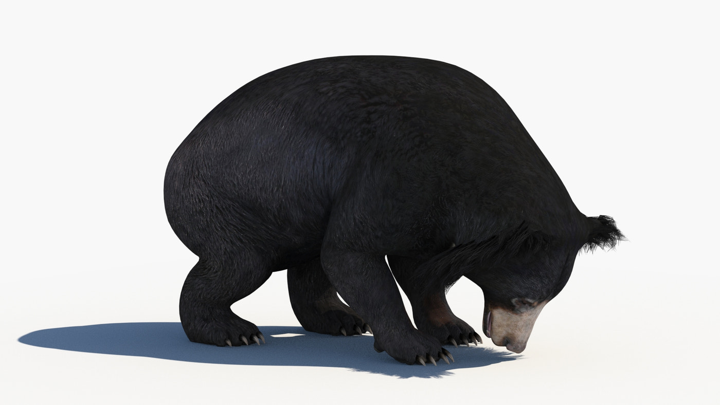 Sloth Bear 3D Model Animated - 360 Degree View