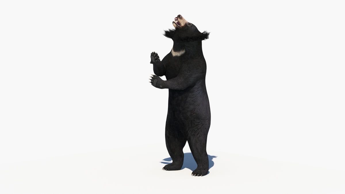 Animated Sloth Bear 3D Model - Game-Ready | Advanced - 360 Degree View