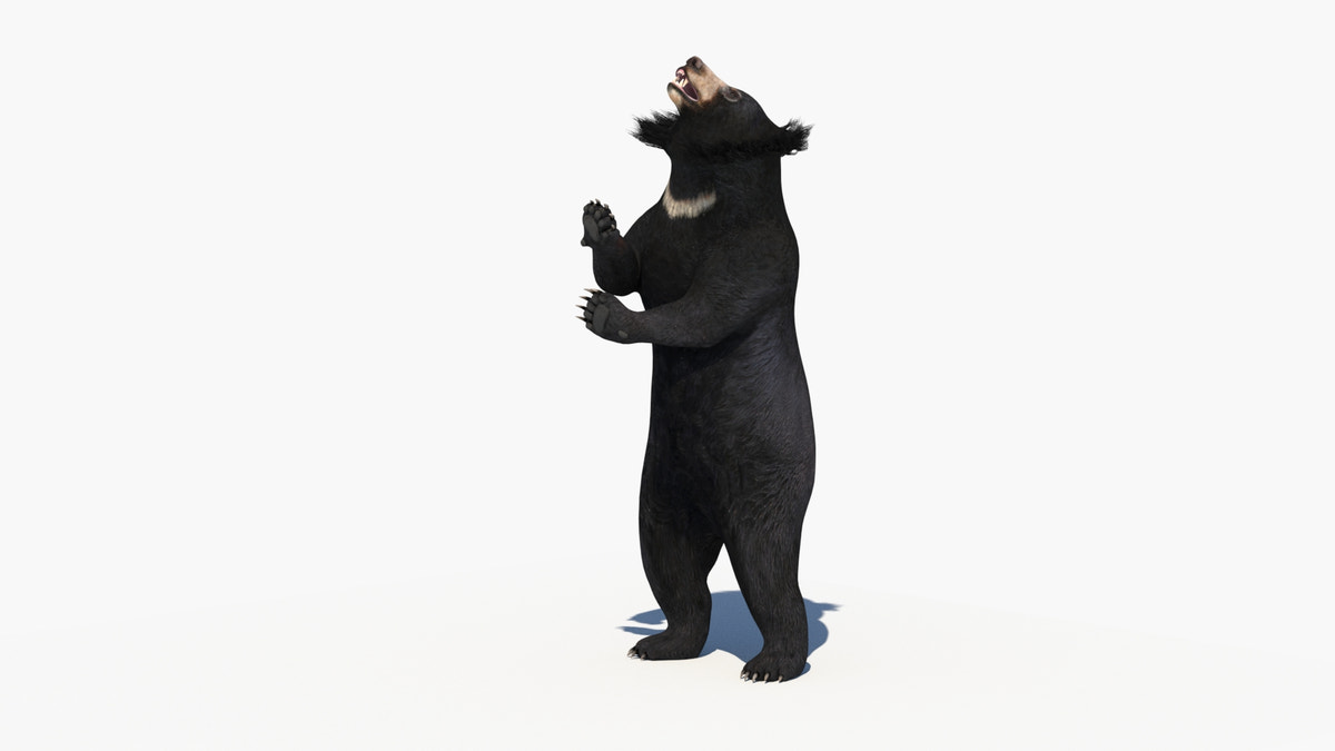 Sloth Bear 3D Model Animated - 360 Degree View