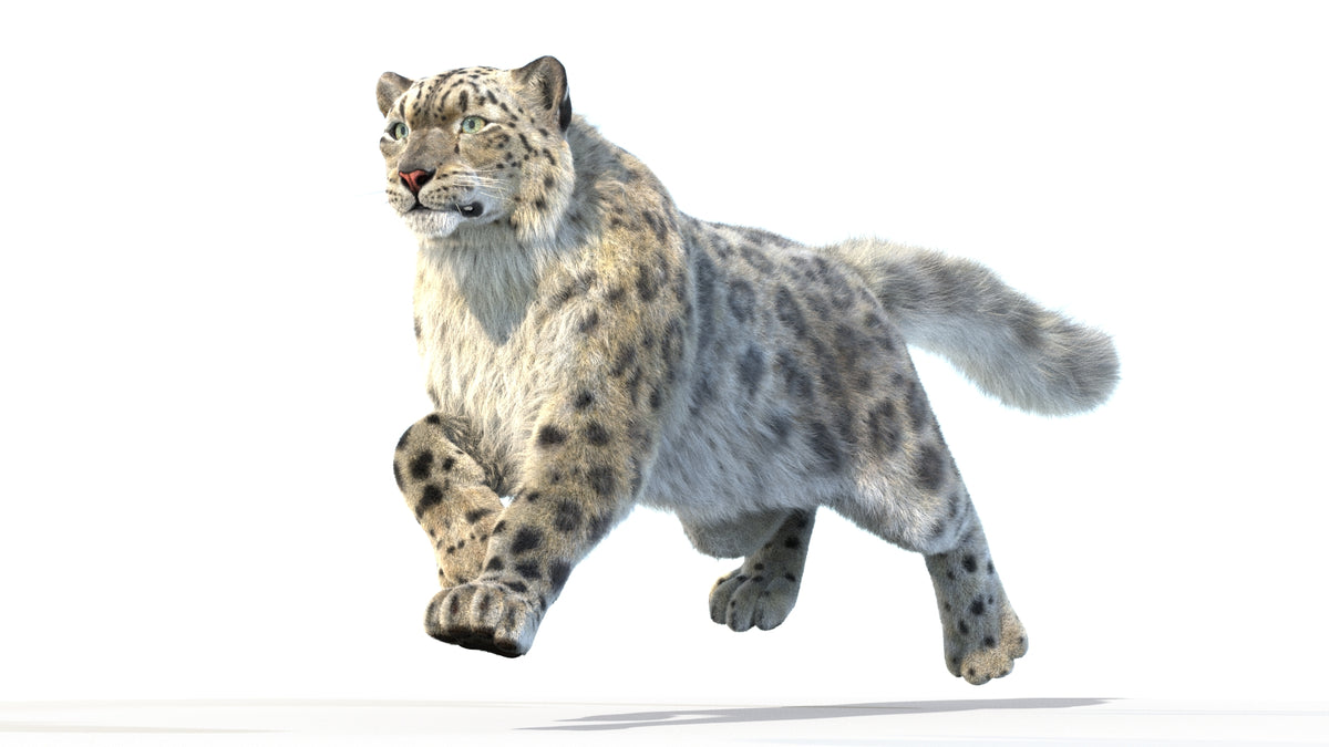 Animated Snow Leopard 3D Model - Hair and Fur - 360 Degree View