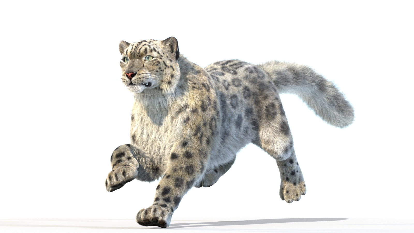 Animated Snow Leopard 3D Model Fur 360° view 3 frame 3