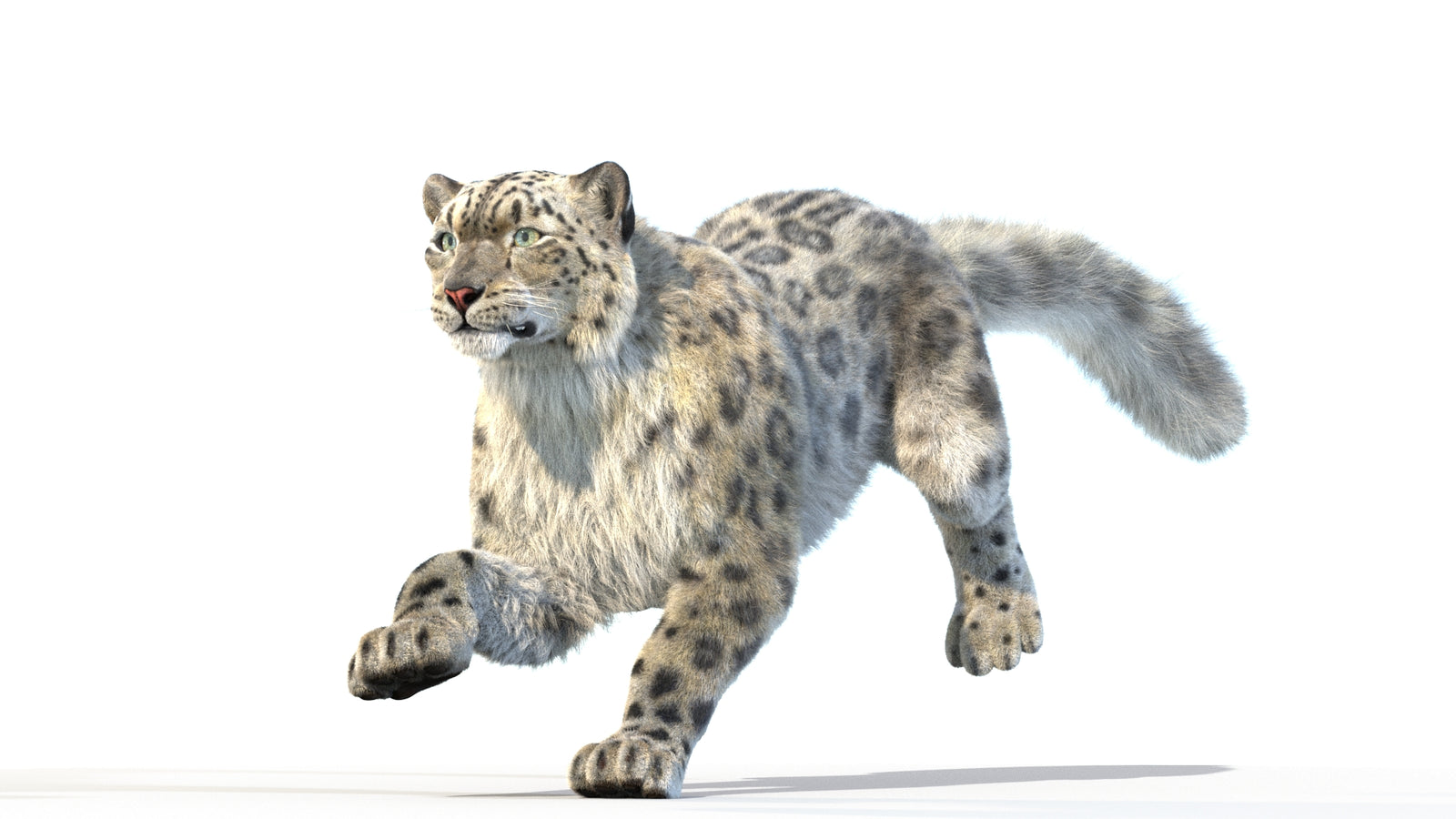 Animated Snow Leopard 3D Model Fur 360° view 3 frame 4