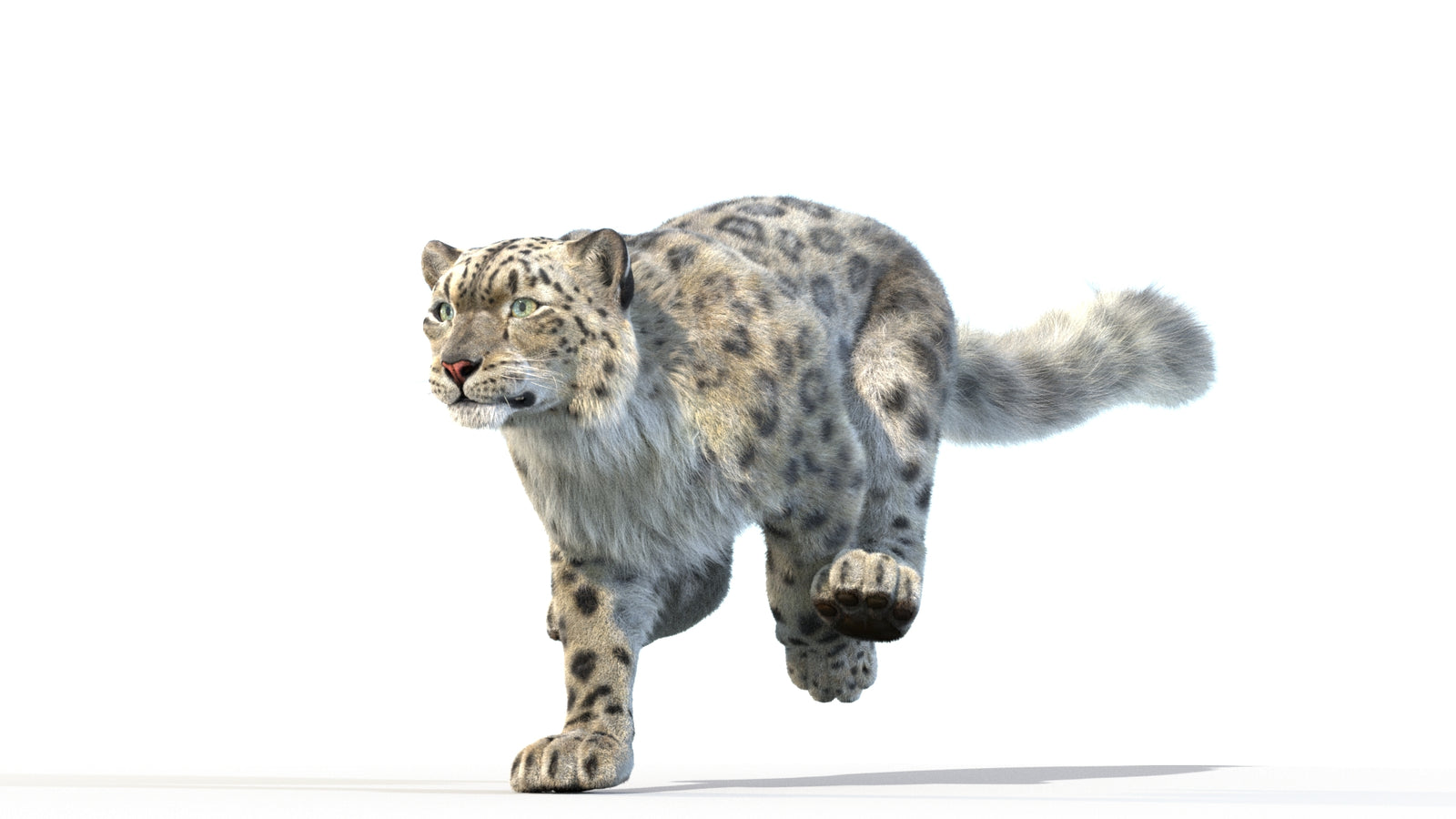Animated Snow Leopard 3D Model Fur 360° view 3 frame 8