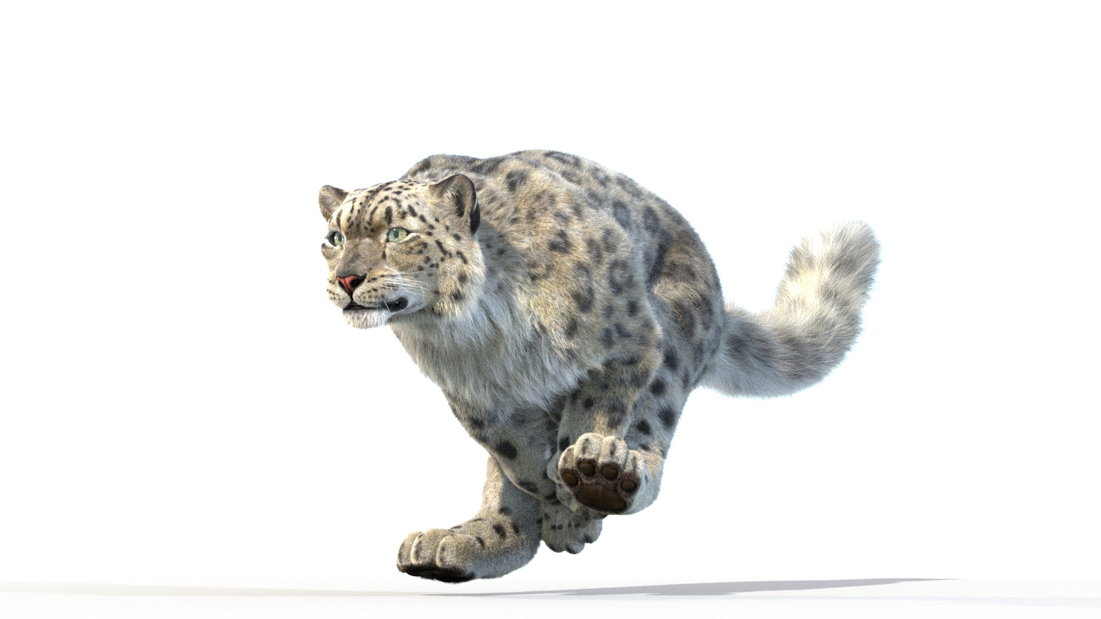 Animated Snow Leopard 3D Model Fur 360° view 3 frame 10