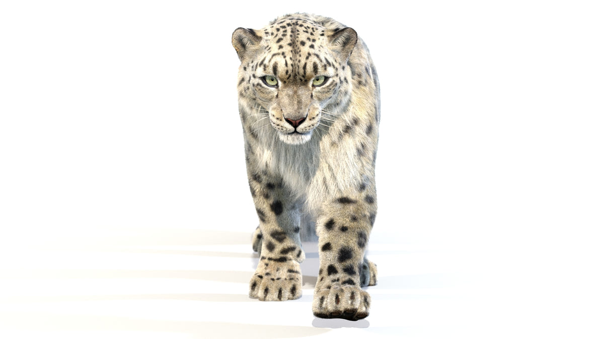 Animated Snow Leopard 3D Model - Hair and Fur - 360 Degree View