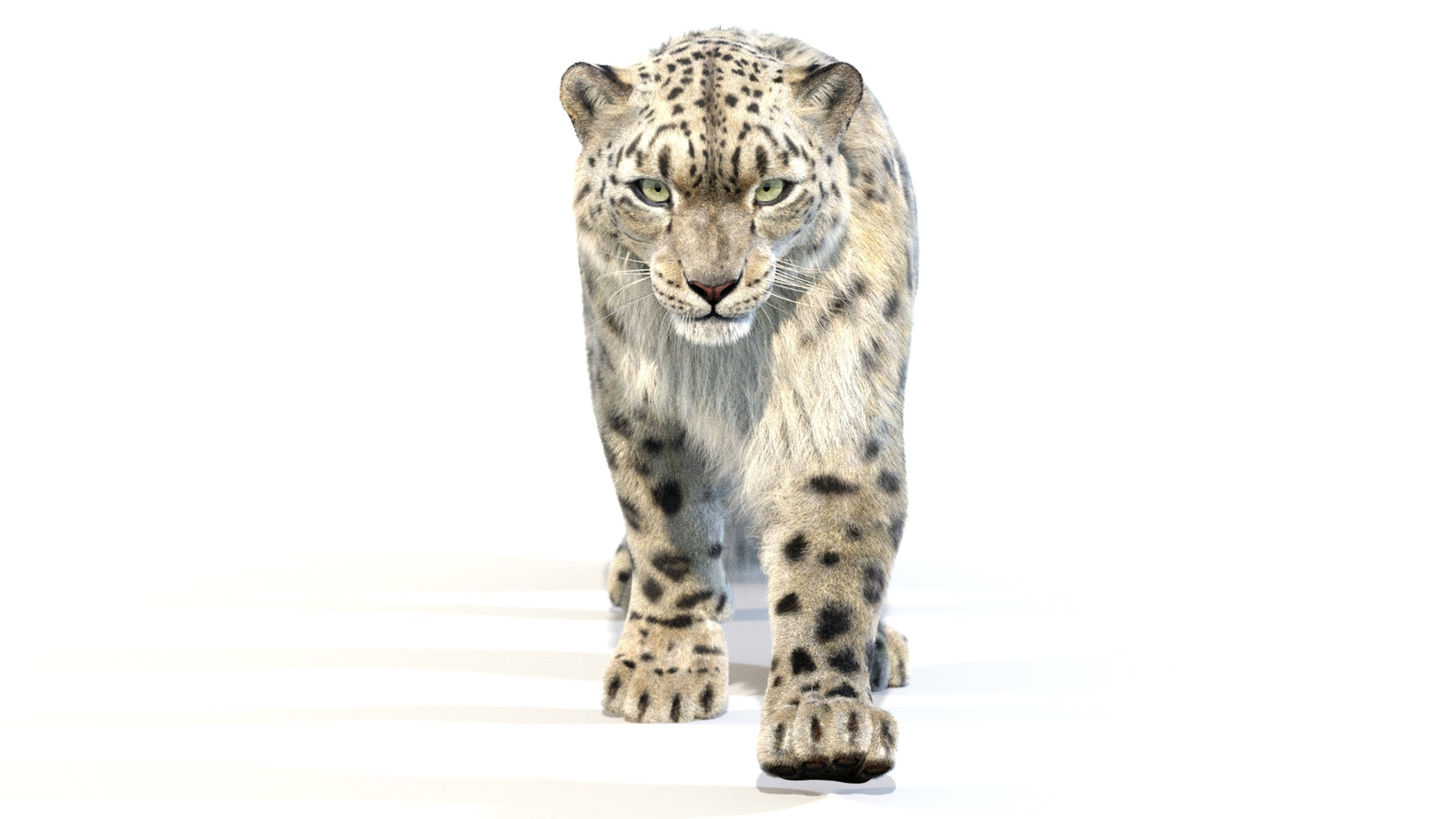 Animated Snow Leopard 3D Model Fur 360° view 2 frame 2