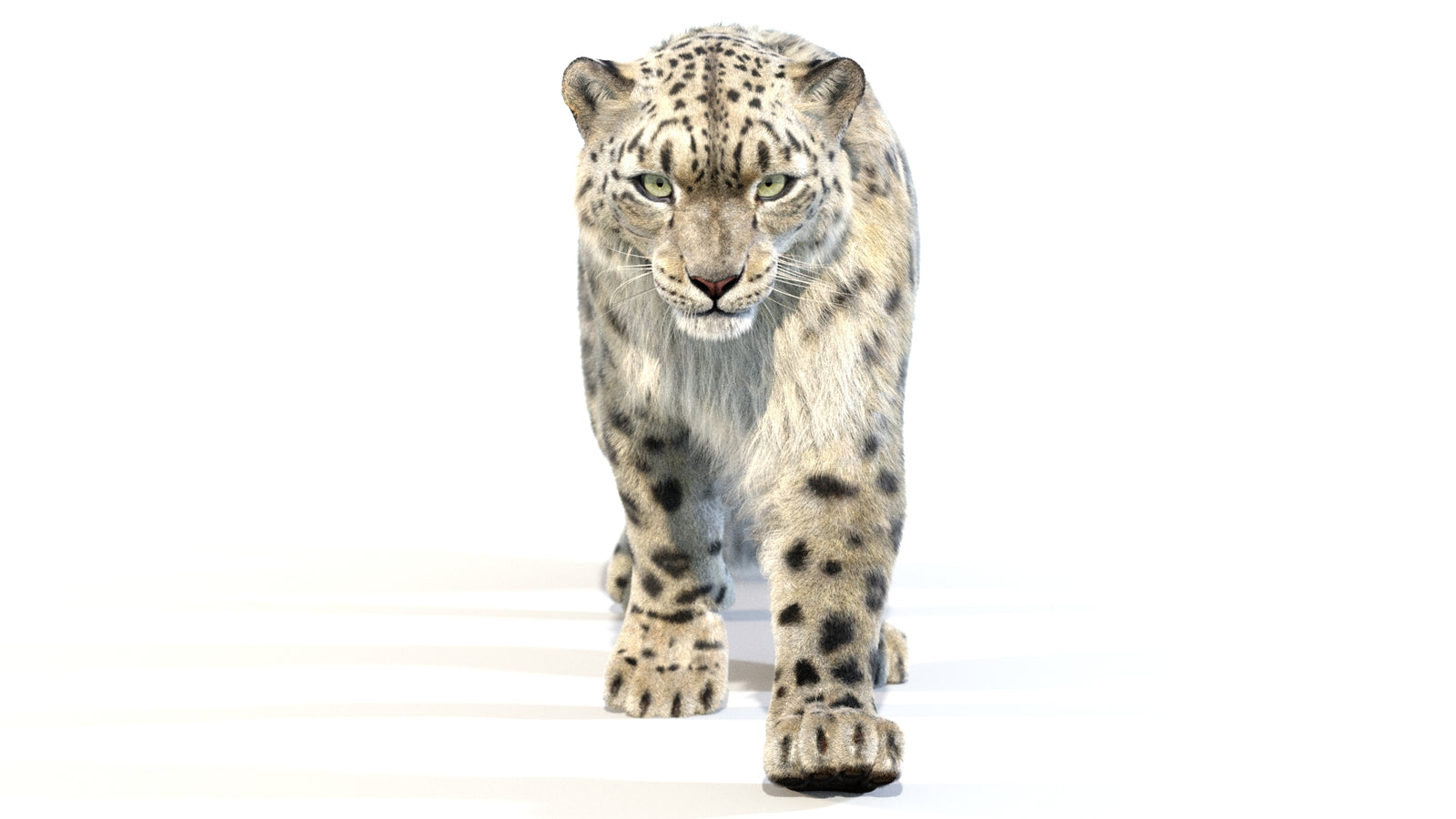 Animated Snow Leopard 3D Model Fur 360° view 2 frame 3