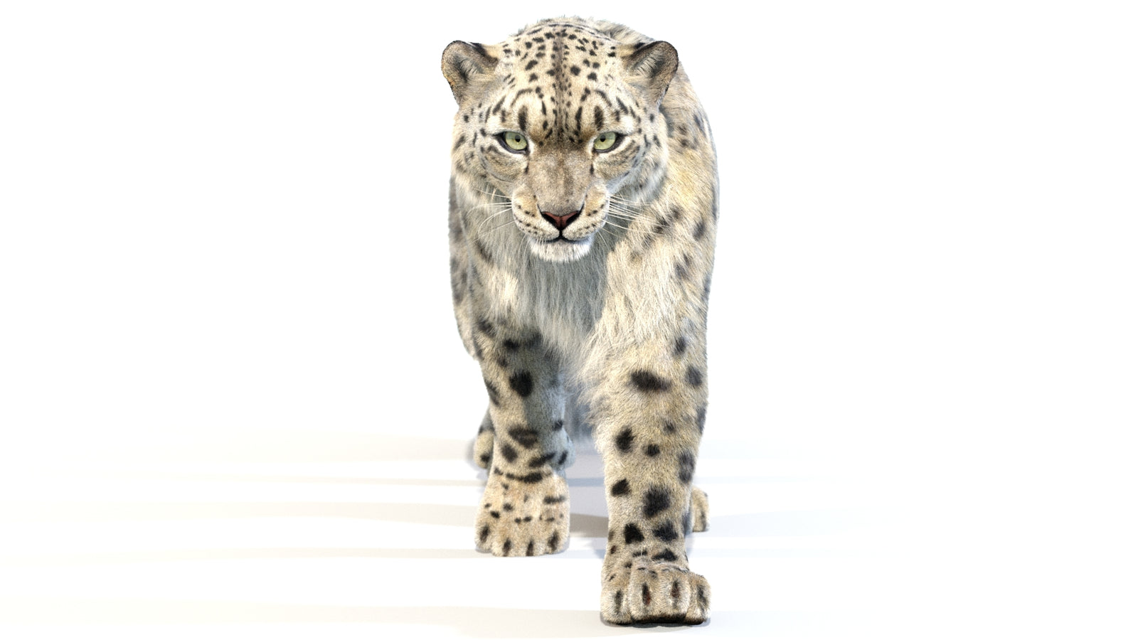 Animated Snow Leopard 3D Model Fur 360° view 2 frame 4