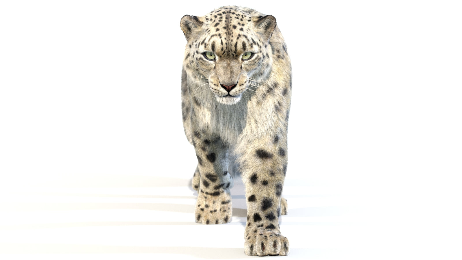 Animated Snow Leopard 3D Model Fur 360° view 2 frame 5