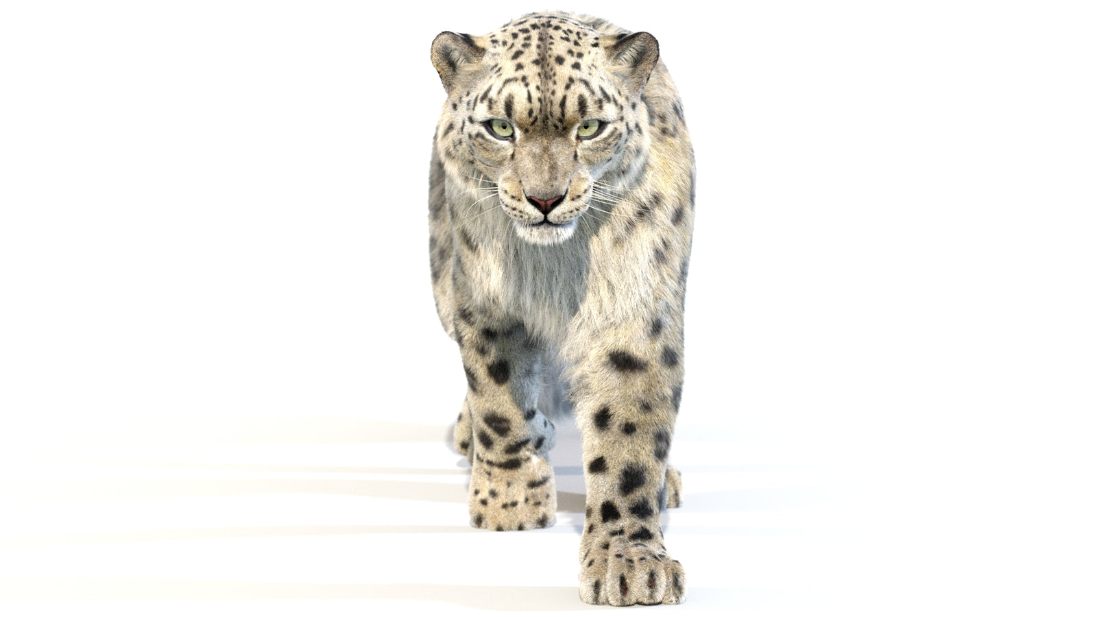 Animated Snow Leopard 3D Model Fur 360° view 2 frame 6