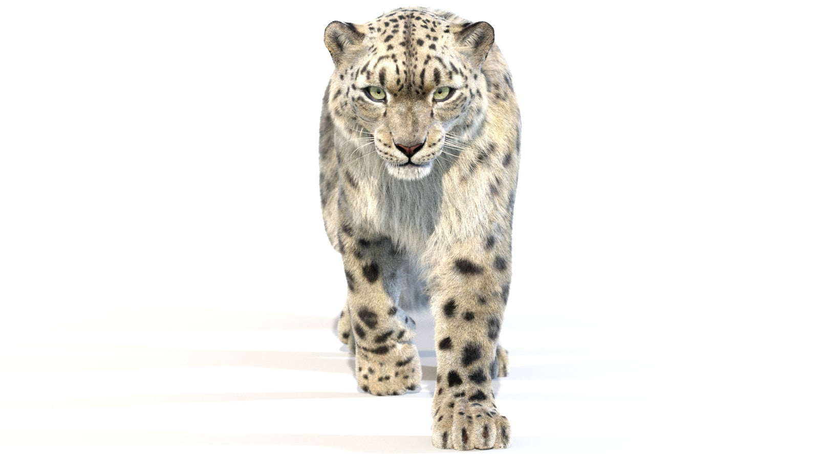 Animated Snow Leopard 3D Model Fur 360° view 2 frame 7