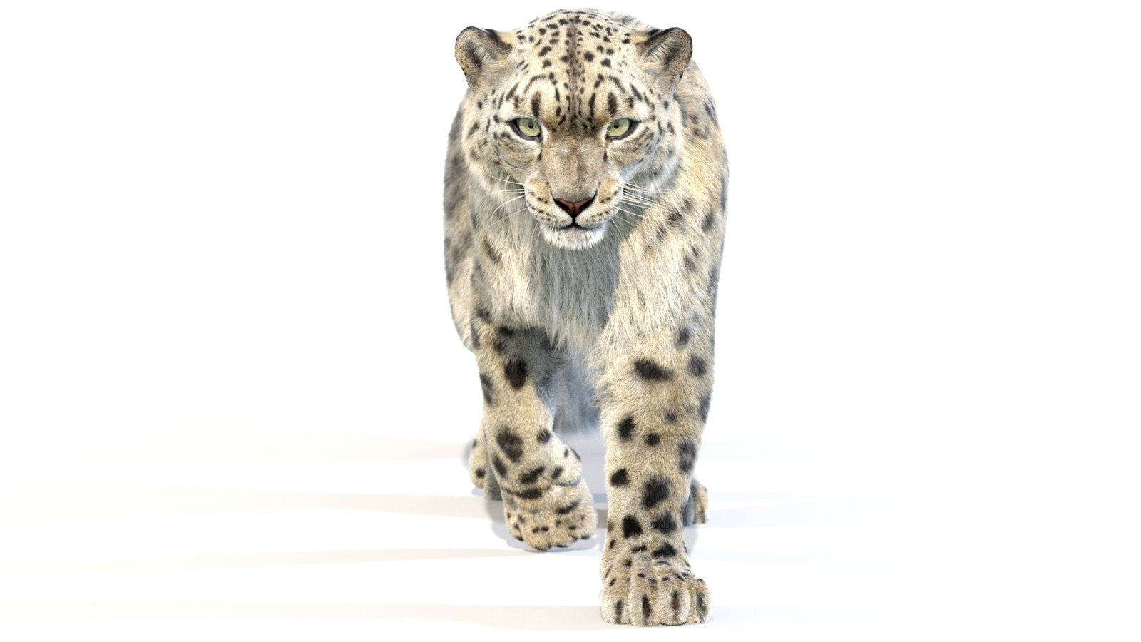 Animated Snow Leopard 3D Model Fur 360° view 2 frame 8