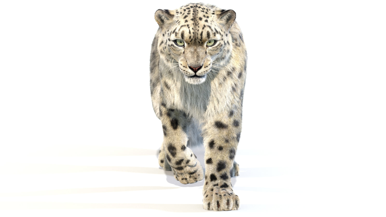 Animated Snow Leopard 3D Model Fur 360° view 2 frame 9