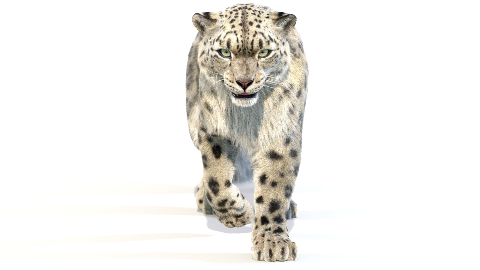 Animated Snow Leopard 3D Model Fur 360° view 2 frame 10