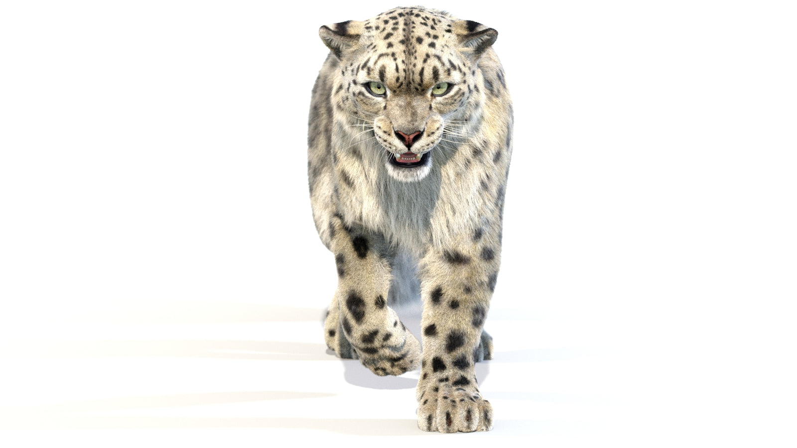 Animated Snow Leopard 3D Model Fur 360° view 2 frame 11