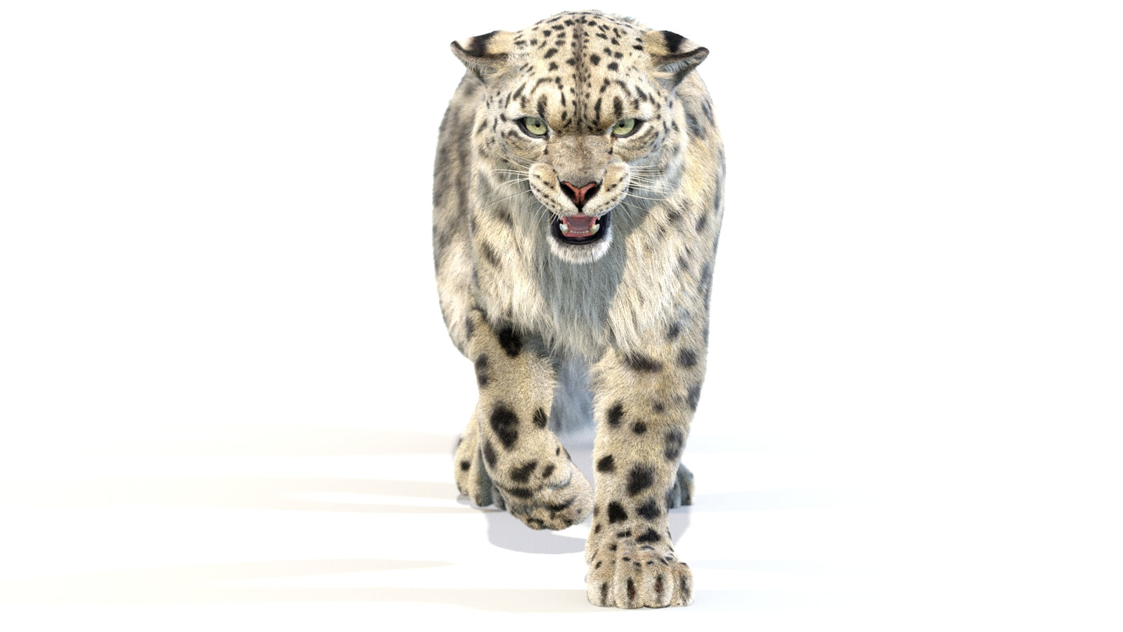Animated Snow Leopard 3D Model Fur 360° view 2 frame 12