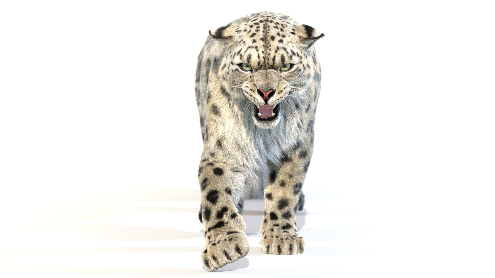 Animated Snow Leopard 3D Model Fur 360° view 2 frame 21