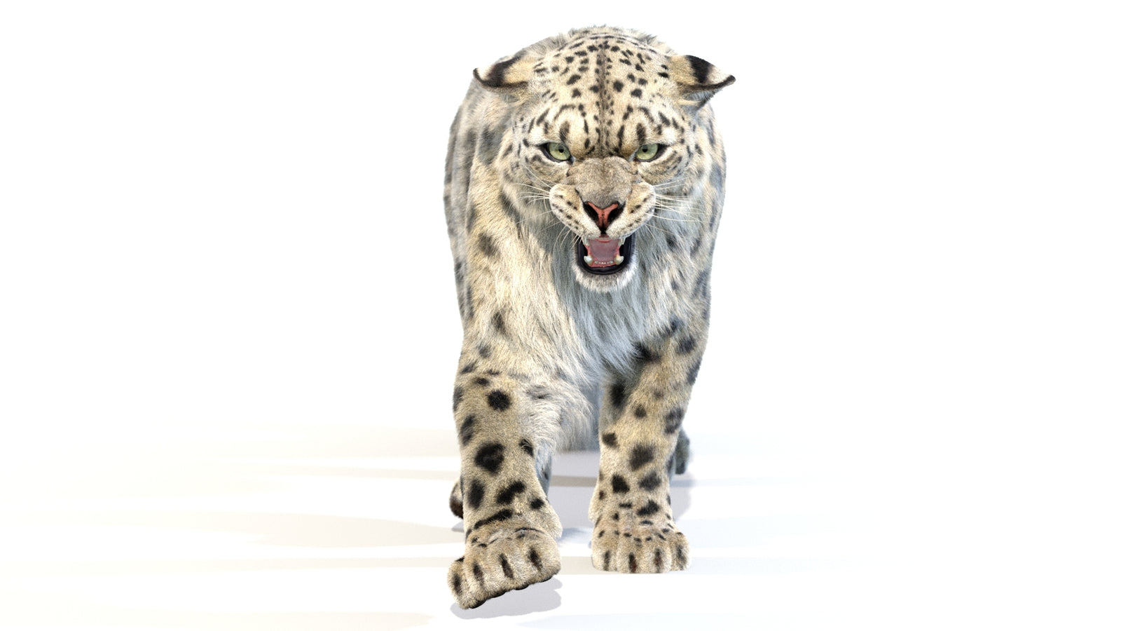 Animated Snow Leopard 3D Model Fur 360° view 2 frame 22