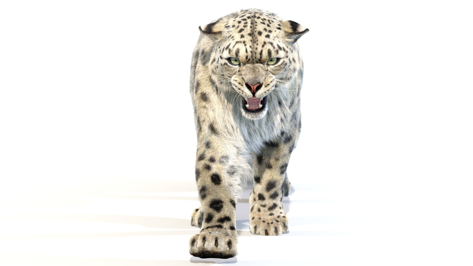 Animated Snow Leopard 3D Model Fur 360° view 2 frame 25