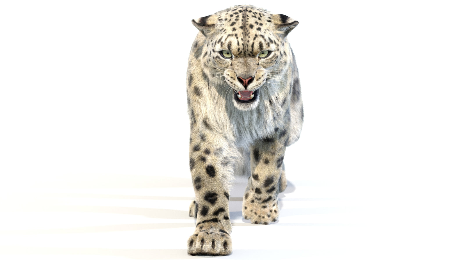 Animated Snow Leopard 3D Model Fur 360° view 2 frame 29