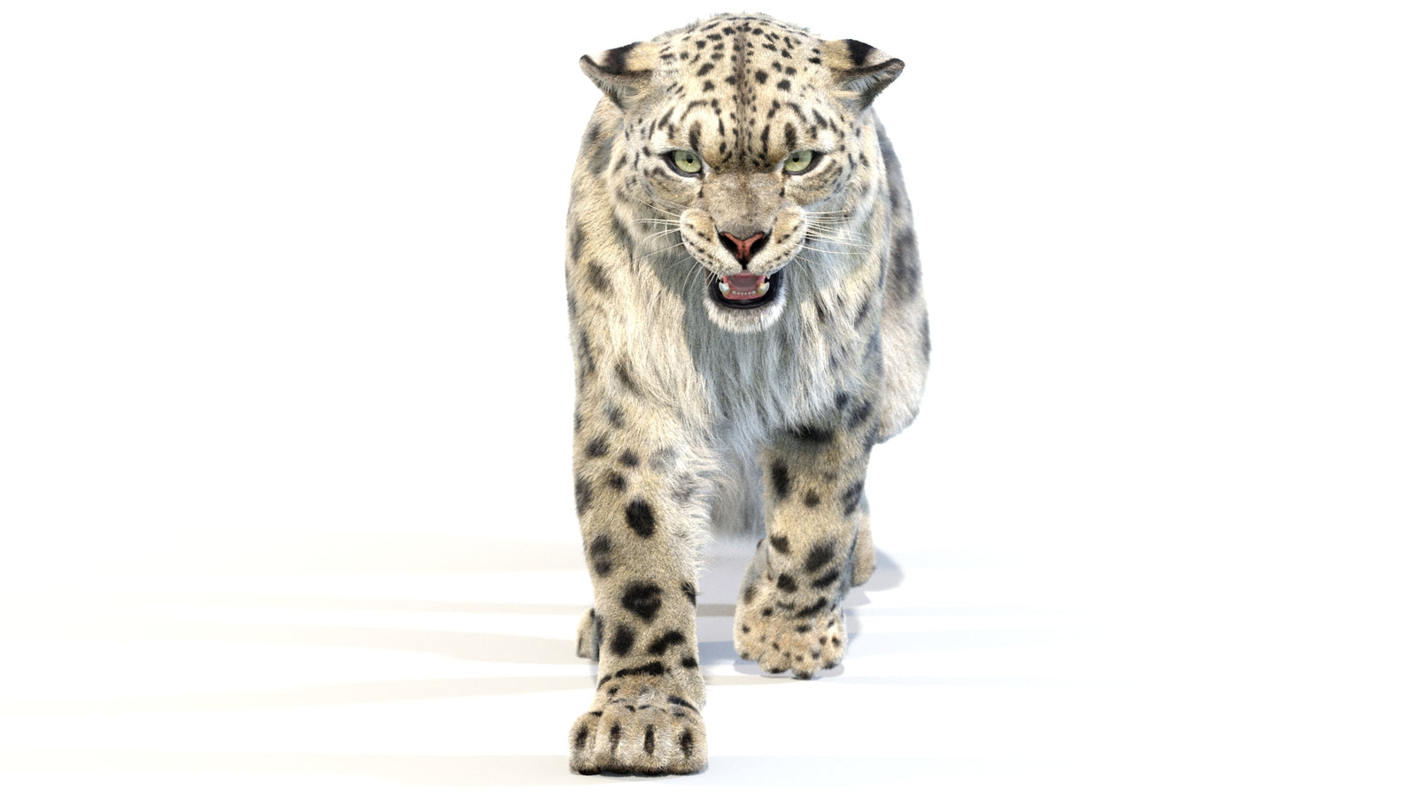 Animated Snow Leopard 3D Model Fur 360° view 2 frame 30