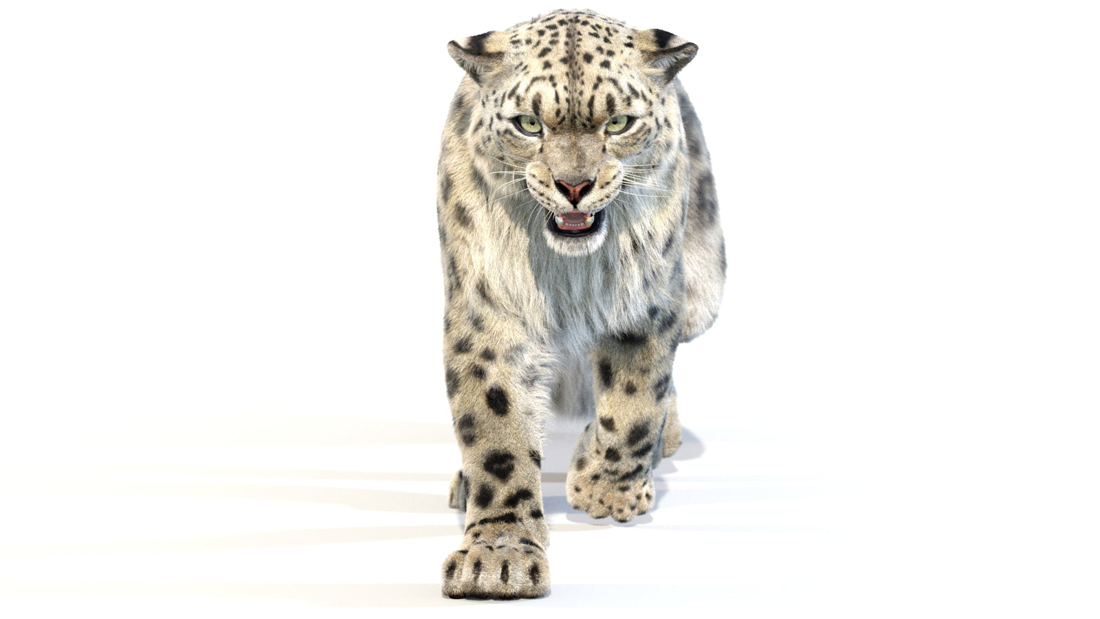 Animated Snow Leopard 3D Model Fur 360° view 2 frame 31