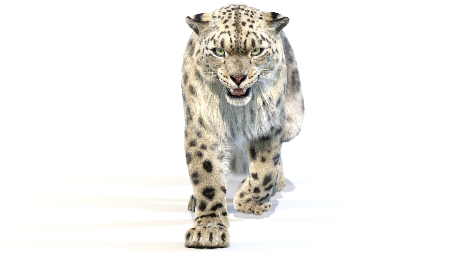 Animated Snow Leopard 3D Model Fur 360° view 2 frame 32