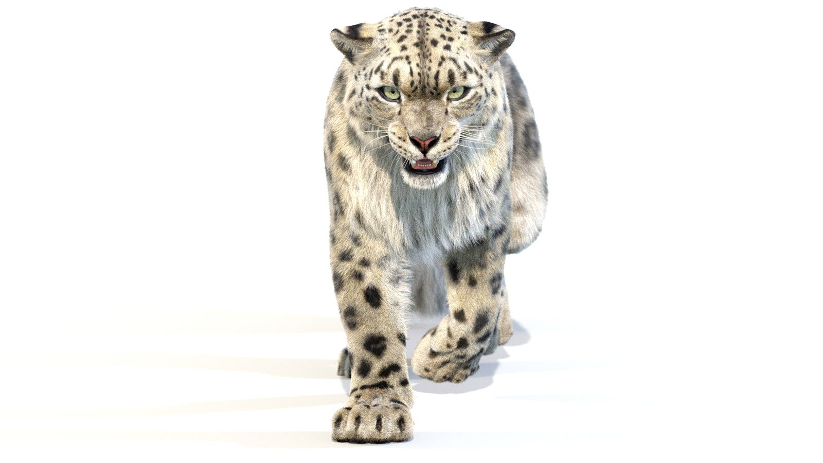 Animated Snow Leopard 3D Model Fur 360° view 2 frame 33