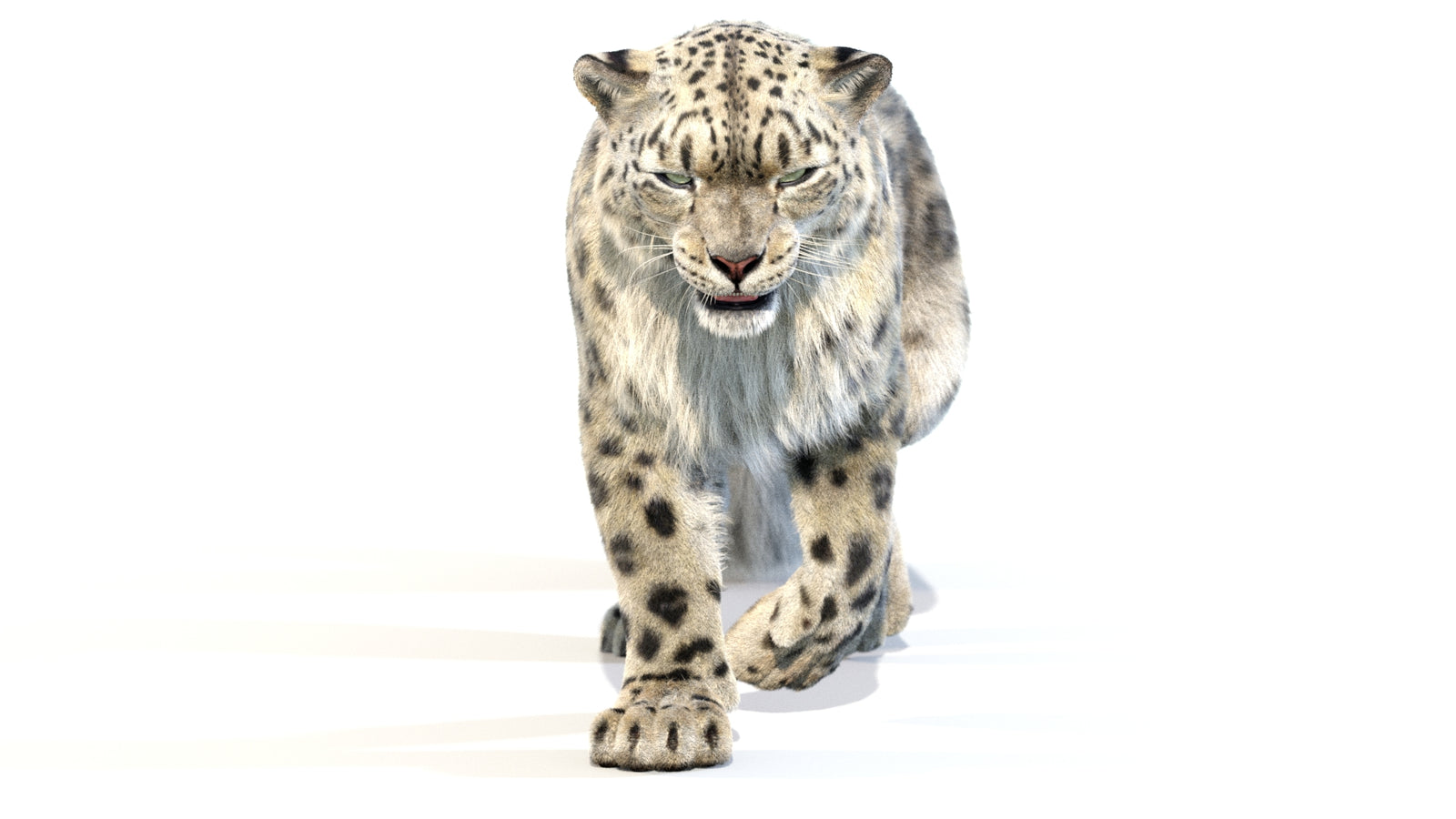 Animated Snow Leopard 3D Model Fur 360° view 2 frame 36