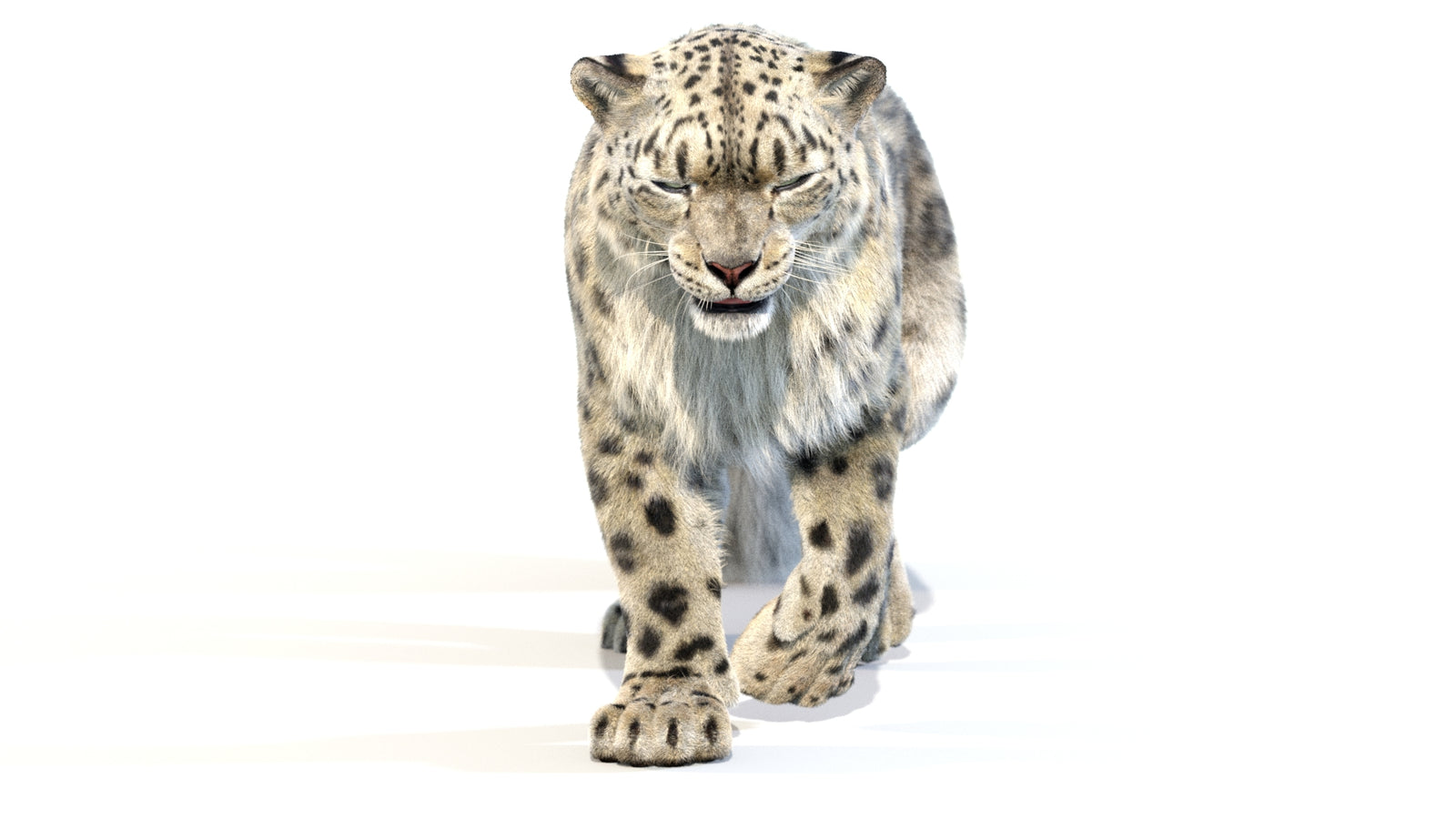 Animated Snow Leopard 3D Model Fur 360° view 2 frame 37