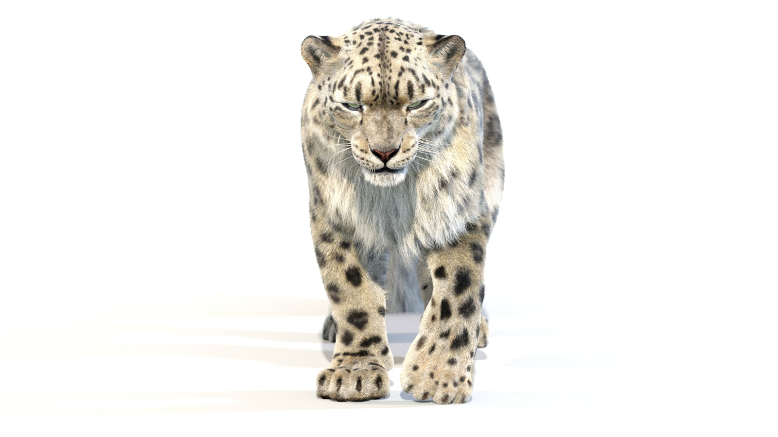 Animated Snow Leopard 3D Model Fur 360° view 2 frame 40