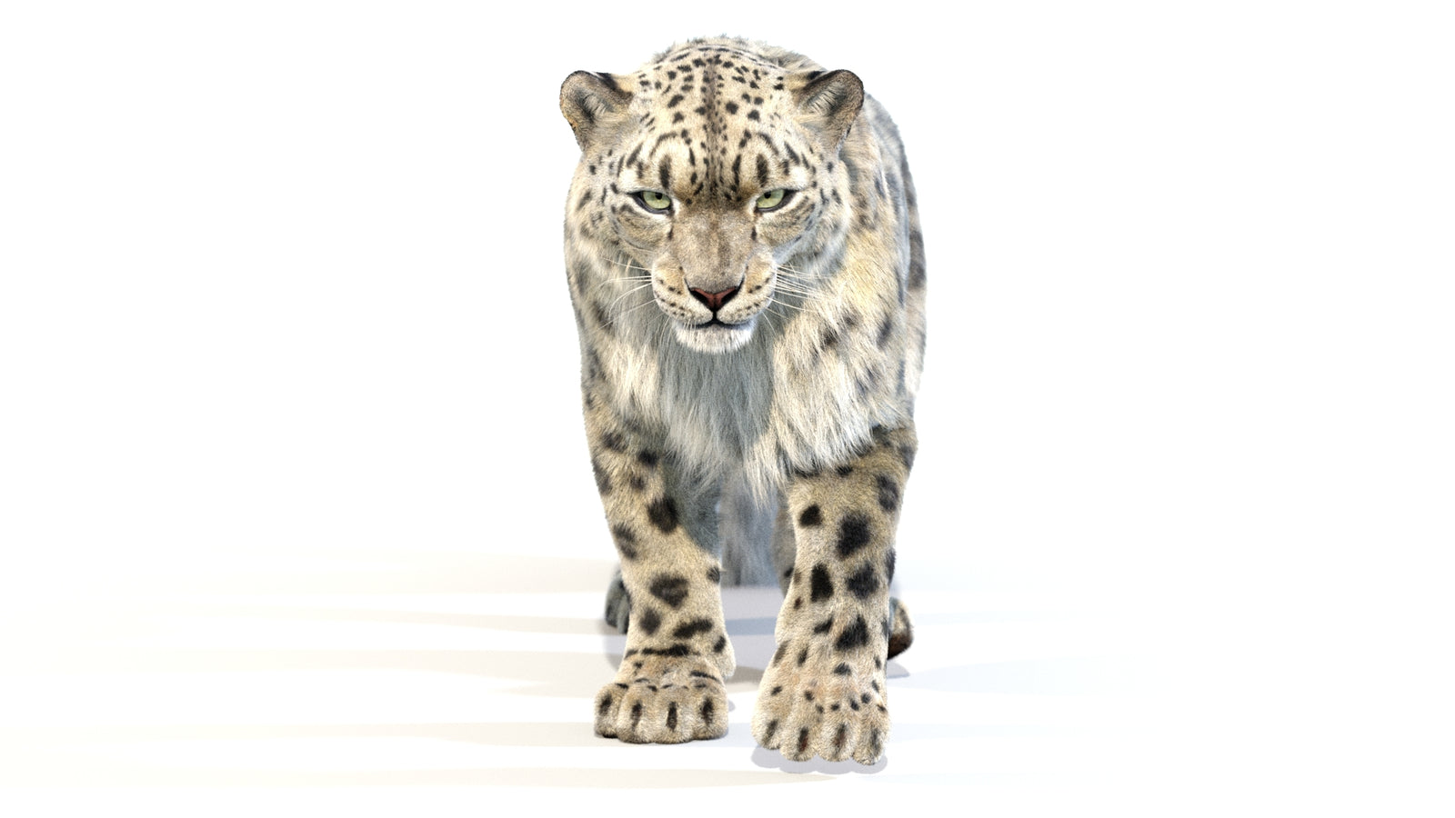 Animated Snow Leopard 3D Model Fur 360° view 2 frame 42