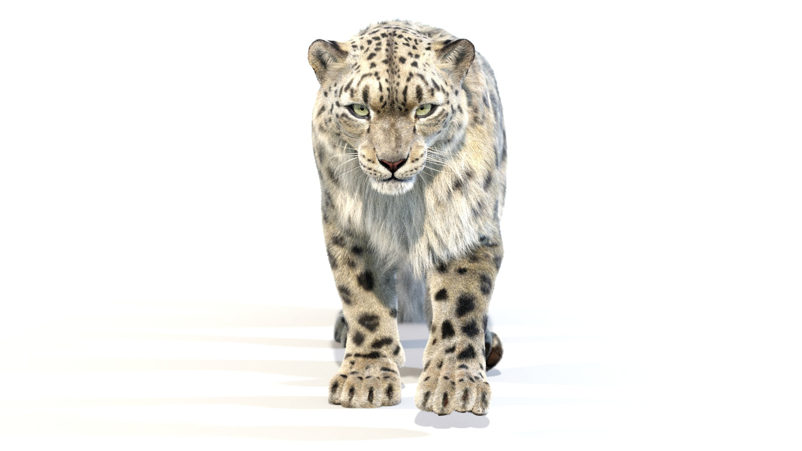 Animated Snow Leopard 3D Model Fur 360° view 2 frame 43