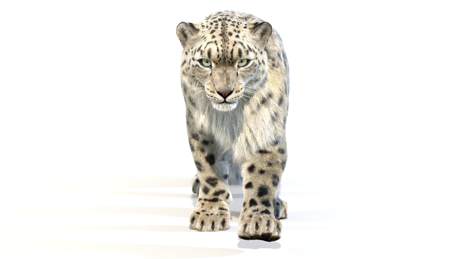 Animated Snow Leopard 3D Model Fur 360° view 2 frame 47