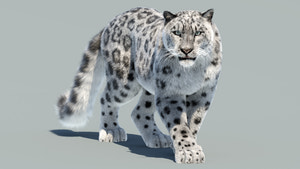 Animated Snow Leopard 3D Model with Fur Thumbnail