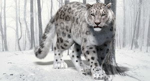 Animated Snow Leopard 3D Model with Realistic Fur Thumbnail