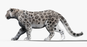 Animated Snow Leopard 3D Model with Fur Thumbnail