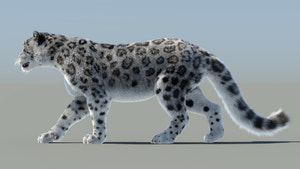 Snow Leopard 3D Model Animated with Fur Thumbnail