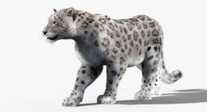 3D rendering of a snow leopard on a white background Thumbnail
