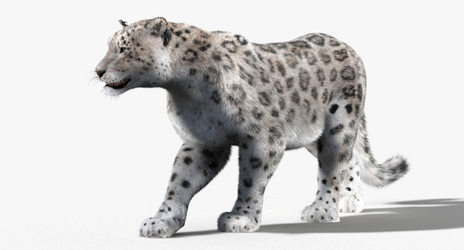 3D rendering of a snow leopard on a white background