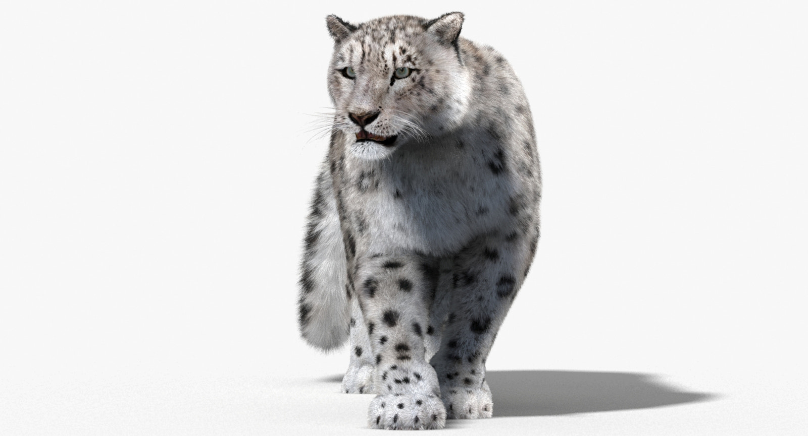 Snow Leopard 3D Model Animated with Fur