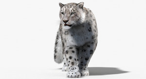 Snow Leopard 3D Model Animated with Fur Thumbnail