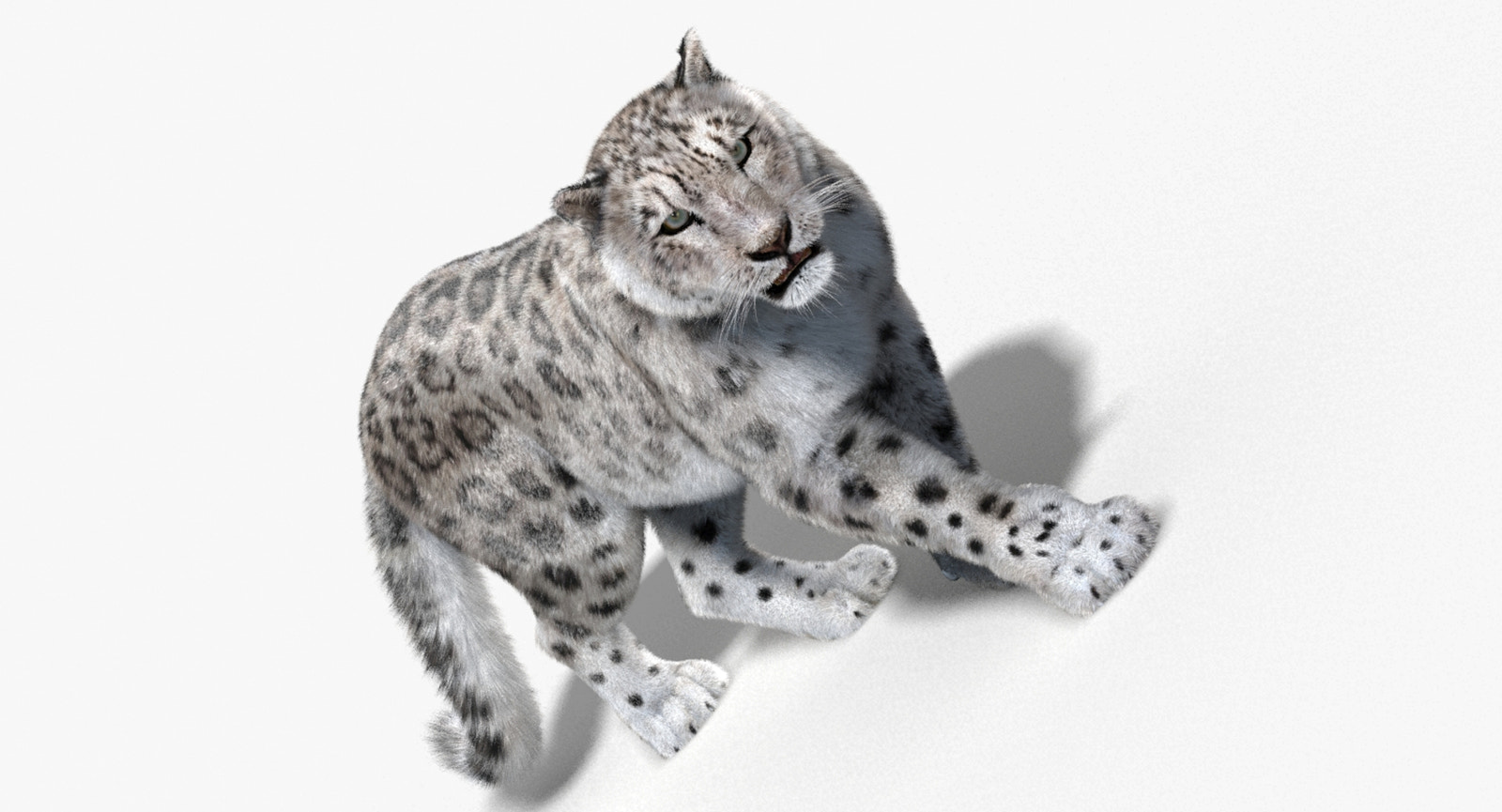 Snow Leopard 3D Model Animated with Fur