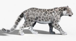 Snow Leopard 3D Model Animated with Fur Thumbnail