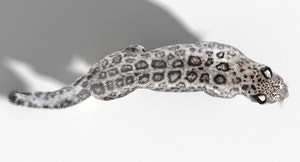 Snow Leopard 3D Model Animated with Fur from Top Thumbnail